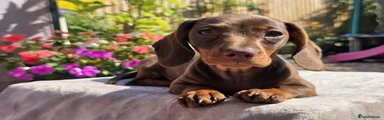 Miniature Dachshund 2
