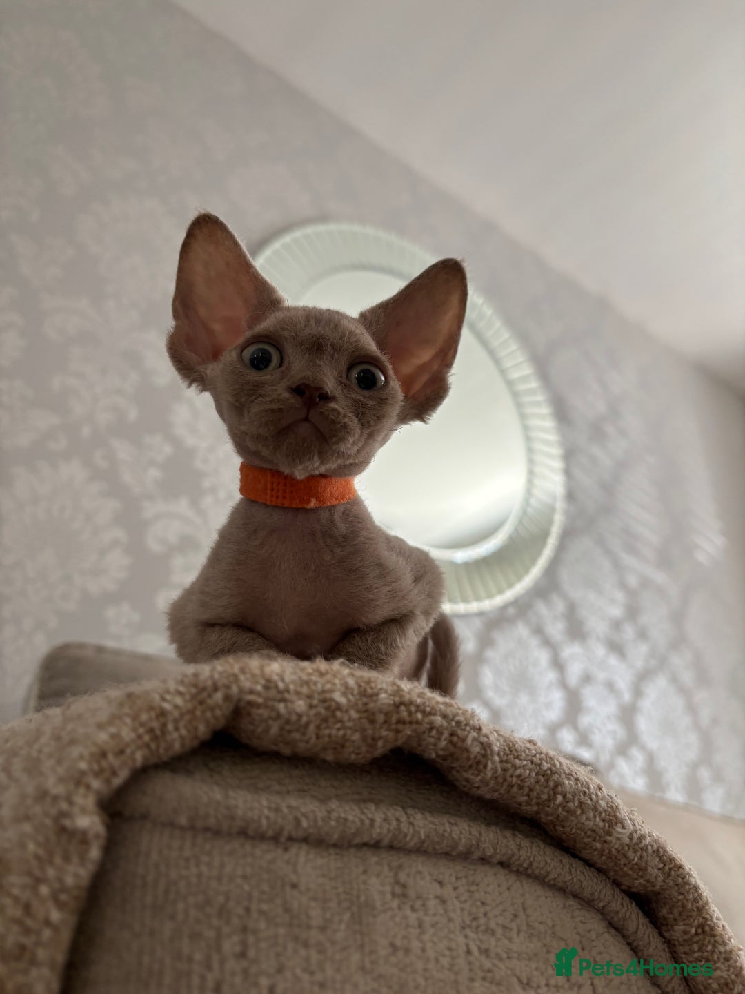 Devon Rex cats for sale: TICA Registered- Lilac Devon Rex Kittens - Image 35