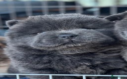 Chow Chow dogs for sale: Wyvernwest -smooth and rough puppies available 🐶  - Image 27