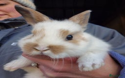Mini Lop rabbits for sale: Gorgeous Mini Lop X Rex Kits  - Advert 13