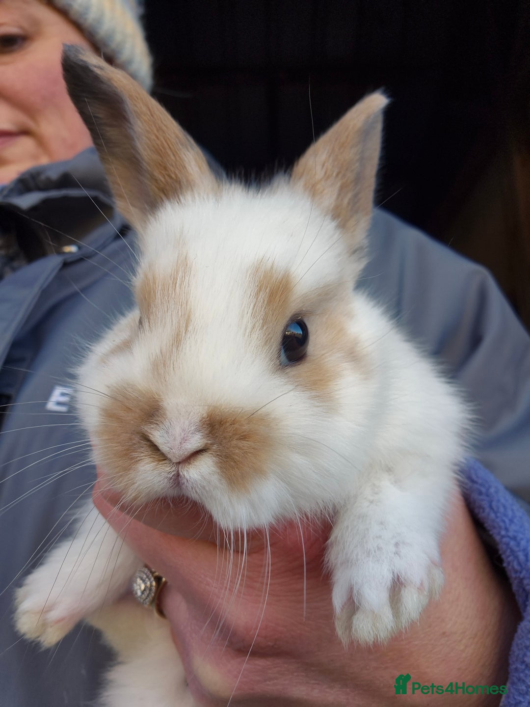 Mini Lop rabbits for sale: Gorgeous Mini Lop X Rex Kits  - Advert 13