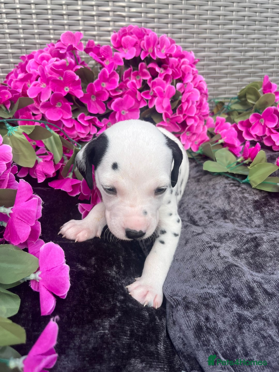 Dalmatian dogs for sale: Beautiful KC registered litter of dalmations  - Image 18