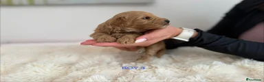 Boy 3