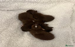 Chihuahua dogs for sale: Rare long haired Chocolate & tan with green eyes  - Image 10