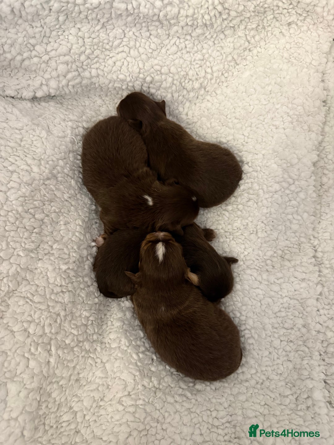 Chihuahua dogs for sale: Rare long haired Chocolate & tan with green eyes  - Image 10