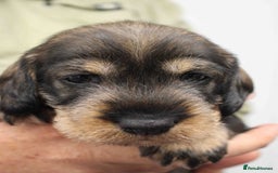 Dachshund dogs for sale: Wire Haired Dachshund Puppies - Image 16