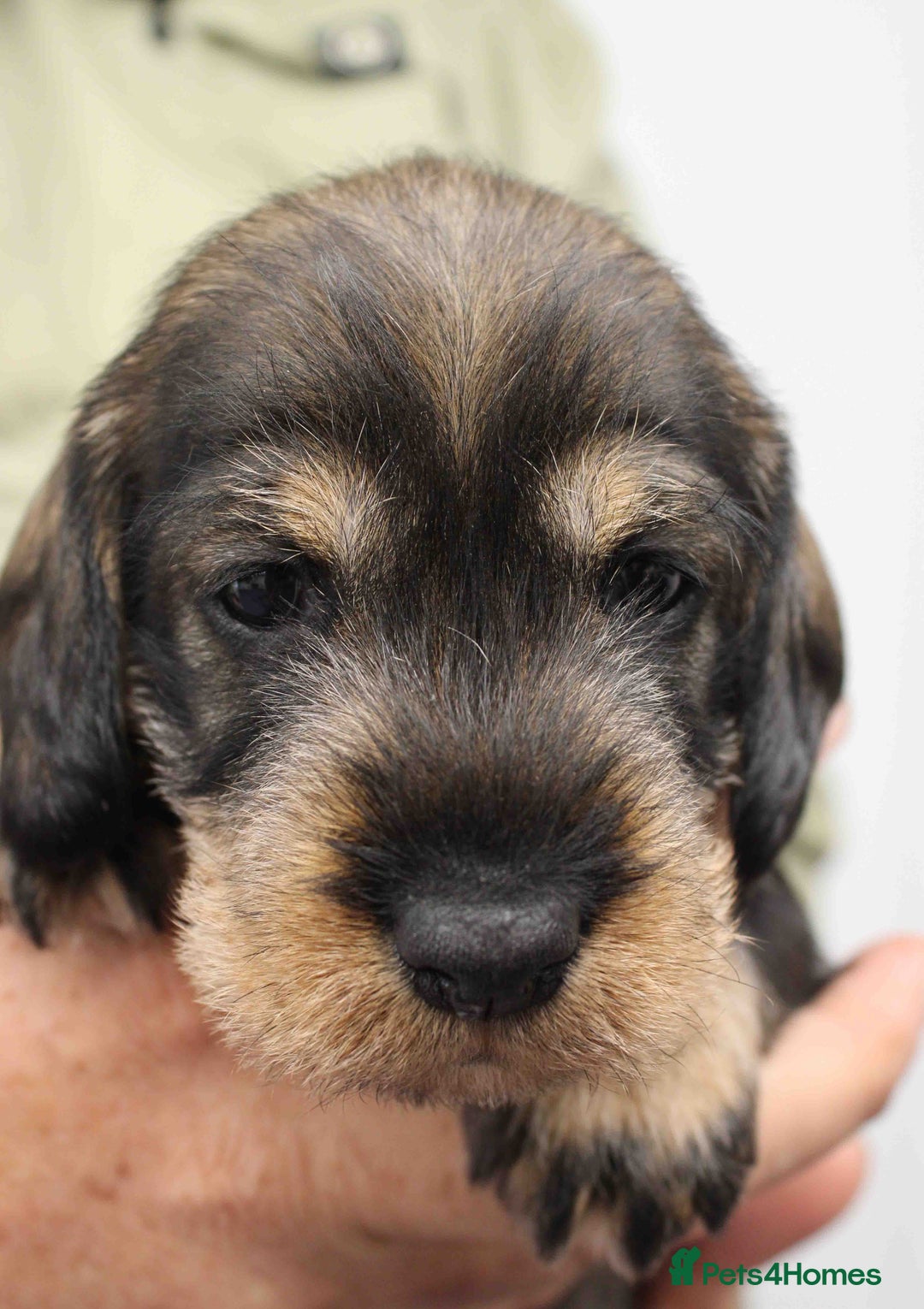 Dachshund dogs for sale: Wire Haired Dachshund Puppies - Image 16