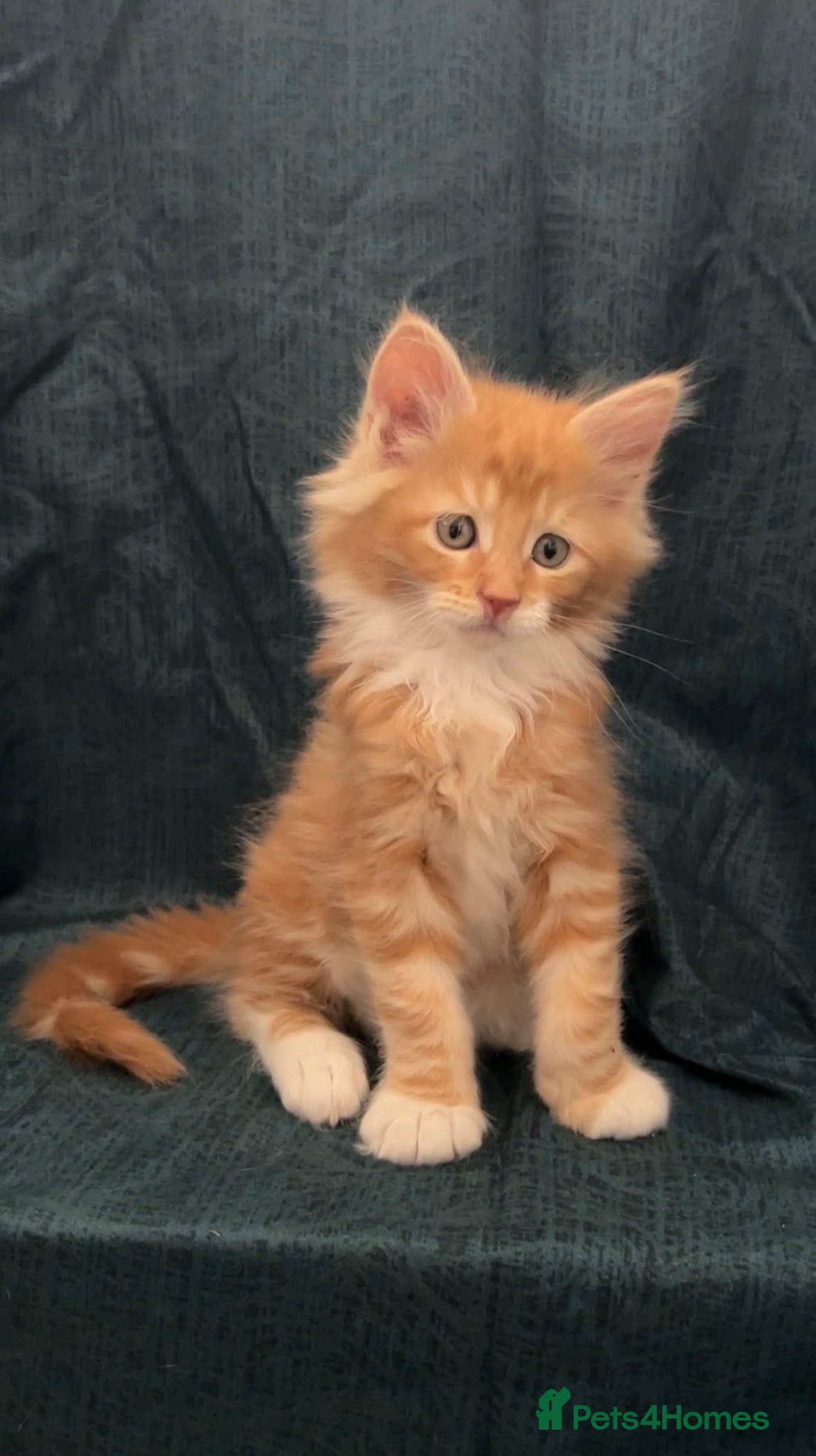 Maine Coon cats BEAUTIFUL MAINCOON KITTENS  - Advert 4