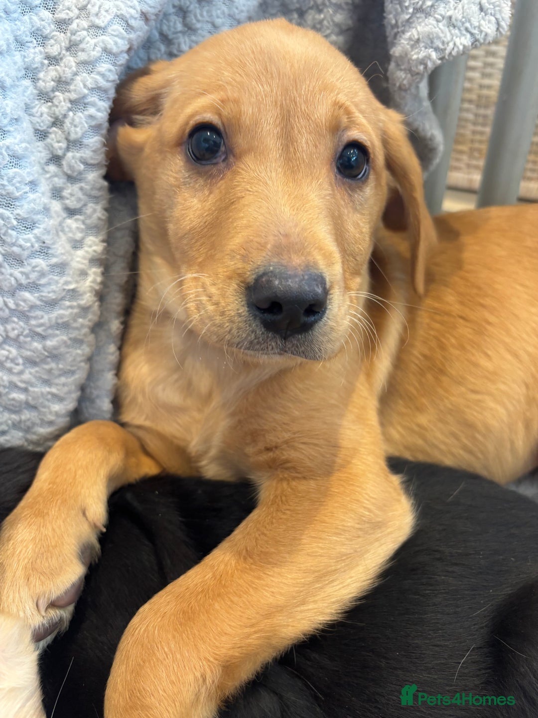 Labrador Retriever dogs for sale: Mixed Litter of Labrador Retriever Puppies - Advert 11