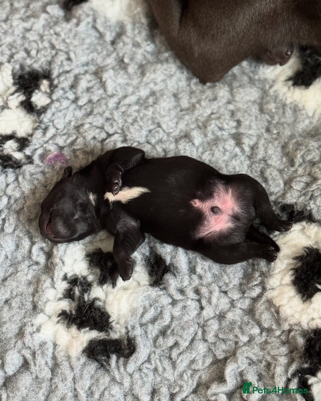 Staffordshire Bull Terrier dogs for sale: Valglo champion cross Bronson line blue/black pups - Image 4