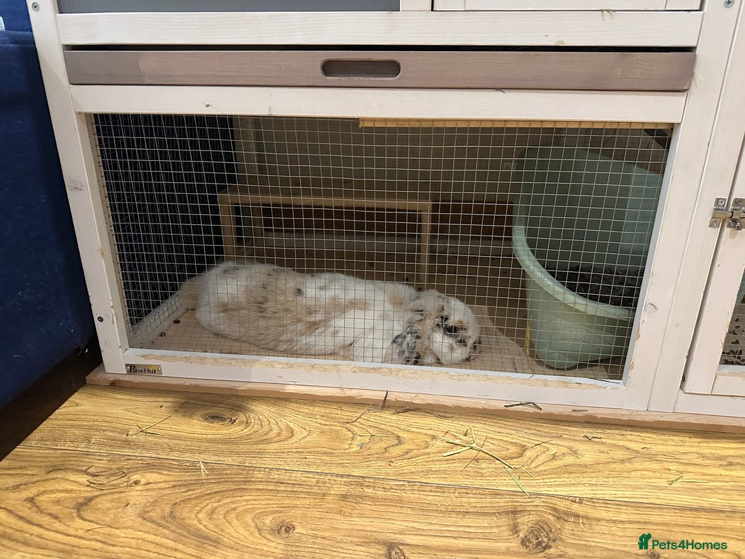 Mini Lop rabbits for sale: Mini lop bunnies  - Image 2