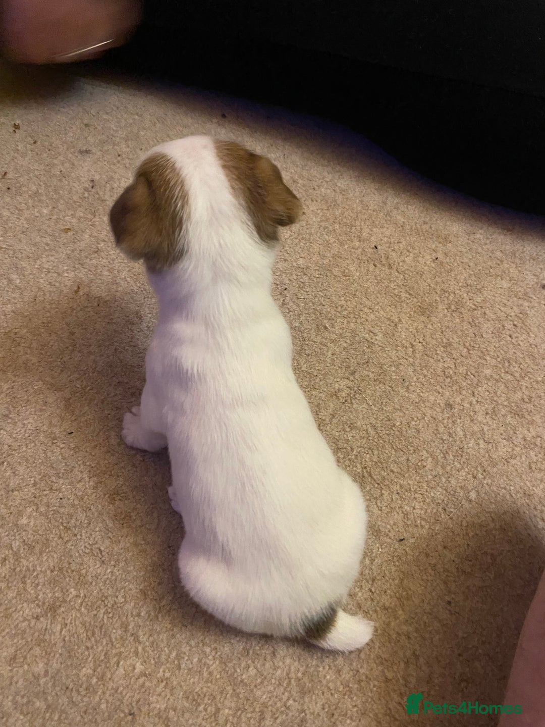 Jack Russell dogs for sale: Small Jack Russell pups  - Image 6