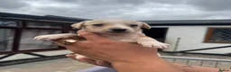 Lurcher dogs for sale: Top quality Lurcher puppies - Advert 8