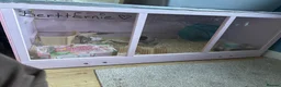Mouse rodents for sale: Three male mice - Advert 2