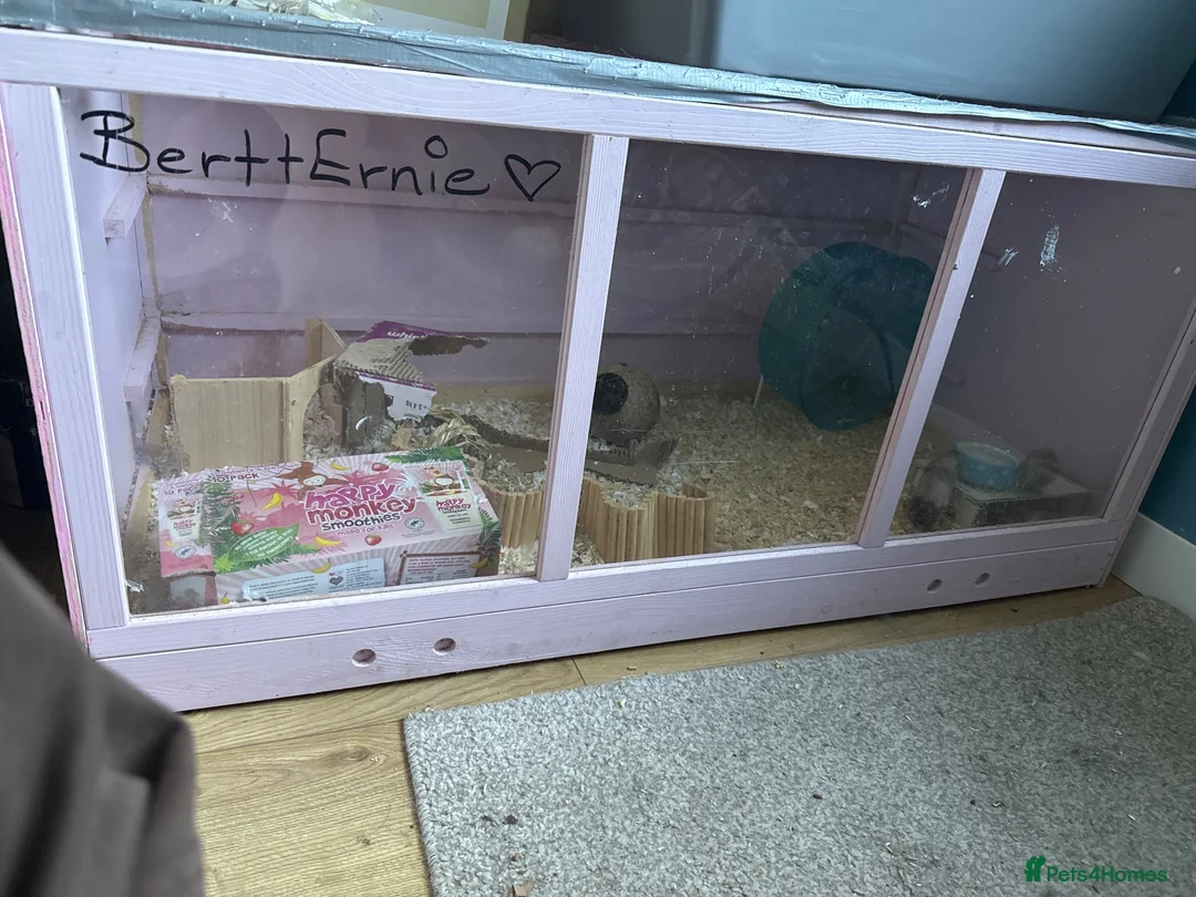Mouse rodents for sale: Three male mice - Advert 2