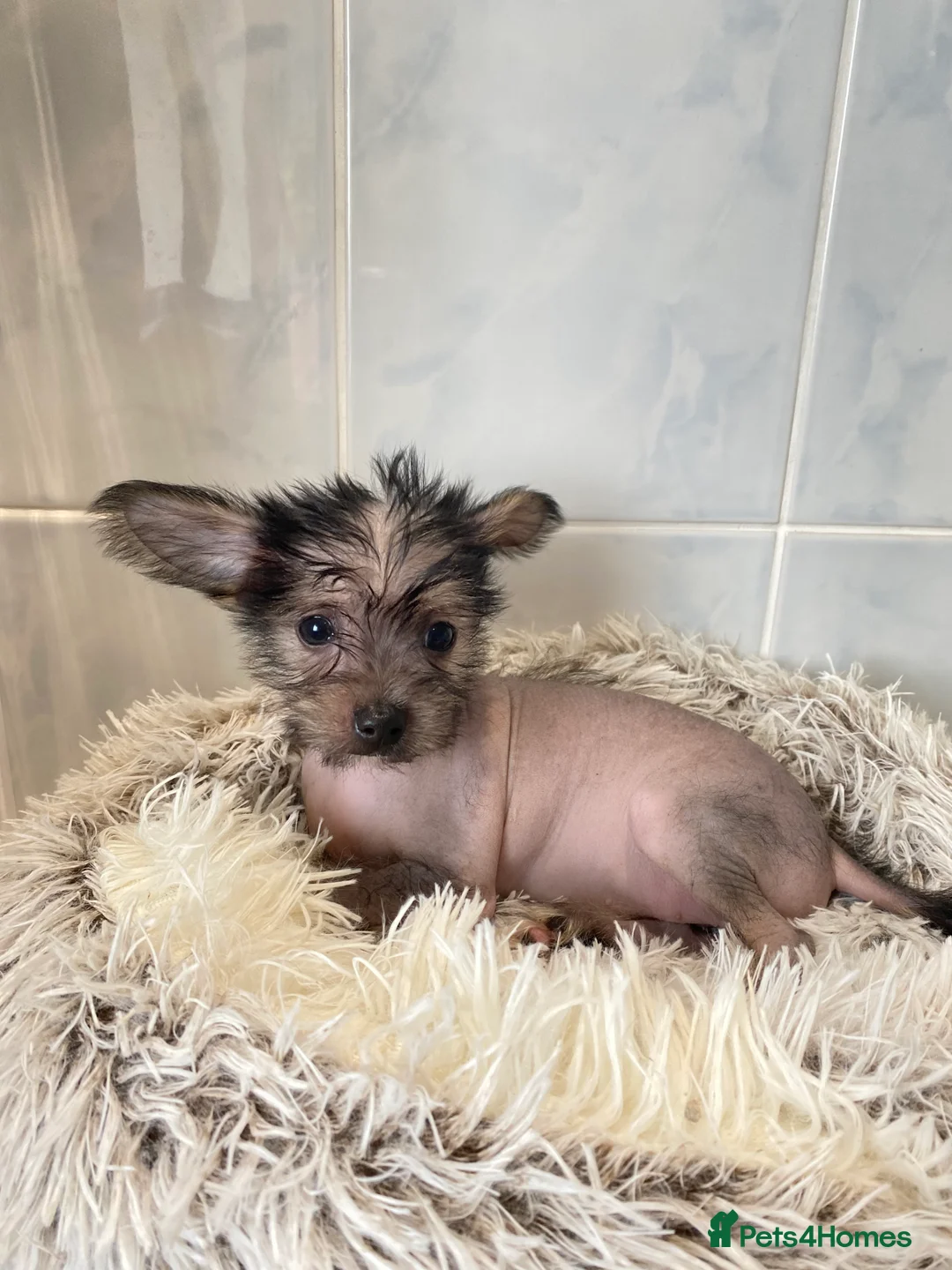 Chinese Crested dogs for sale: 💙💖Stunning Chinese crested ready now💖💙 - Advert 22