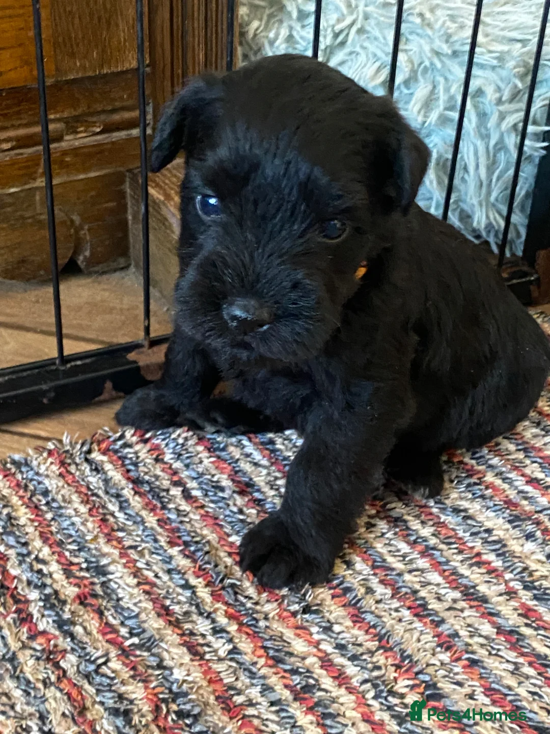 Miniature Schnauzer dogs for sale: 5*KC MINIATURE SCHNAUZER PUPPIES - Advert 1