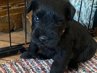 Miniature Schnauzer dogs 5*KC MINIATURE SCHNAUZER PUPPIES - Advert 5