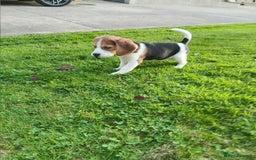 Beagle dogs for sale: Genuine Foot Beagles - Image 1