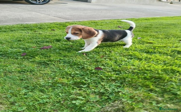 Beagle dogs - Advert 2