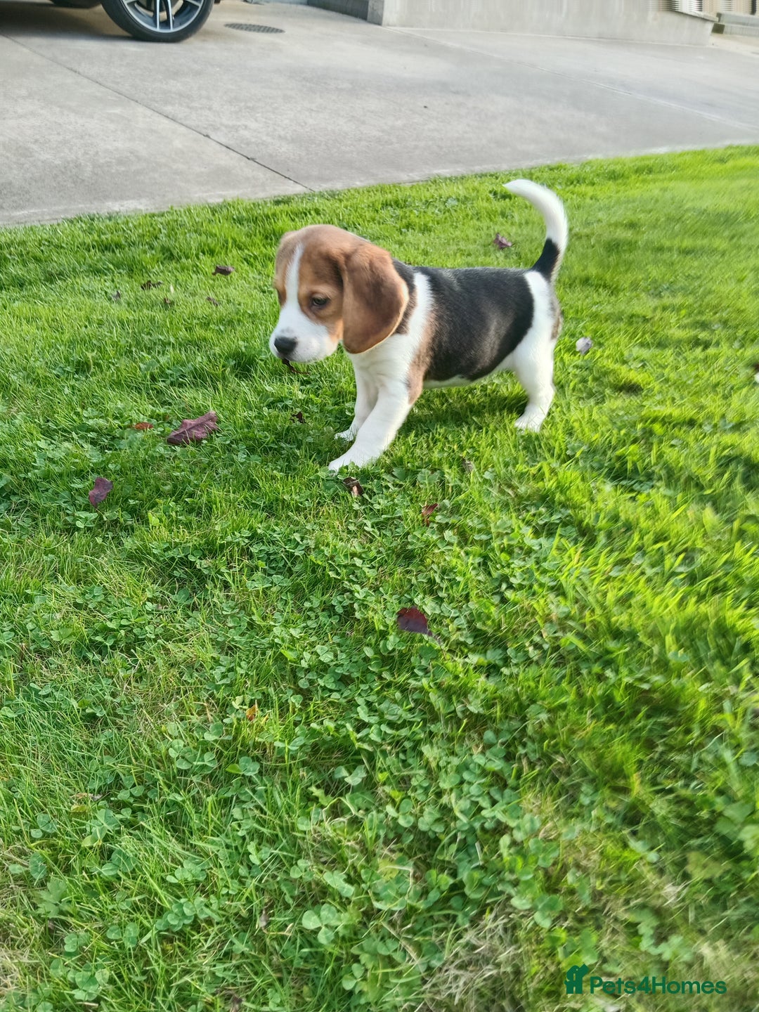 Beagle dogs for sale: Genuine Foot Beagles - Image 1