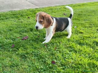 Beagle dogs - Advert 5