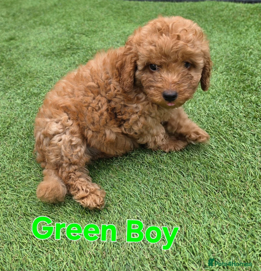 Maltipoo dogs for sale: 🐶5 stunning maltipoo pups for sale🐶 - Advert 2