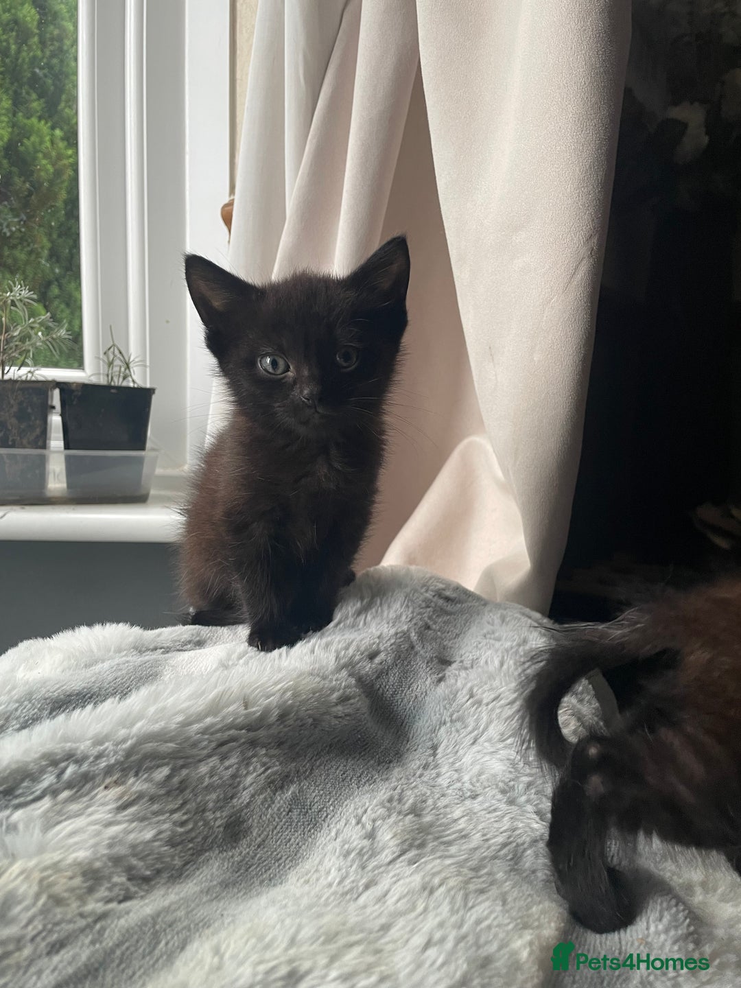 Mixed Breed cats for sale: All black kittens - Image 6