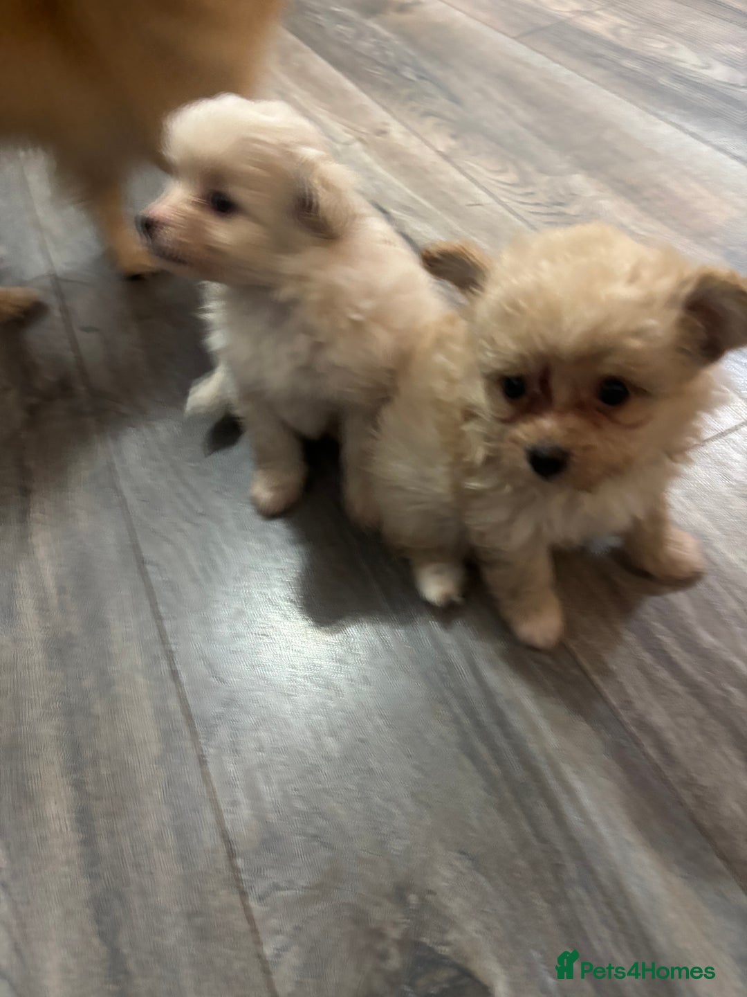 Toy Poodle dogs for stud: POSHLICIOUS'S POSH CRÈME aka Loui - Advert 10