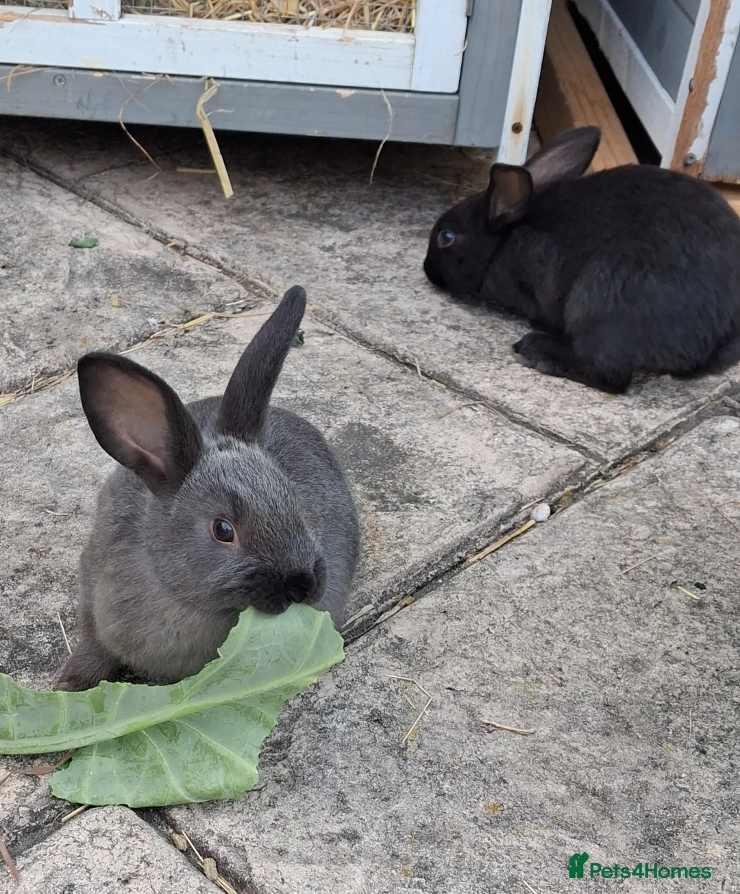 Mixed Breed rabbits for sale:  Havana Rex x English spot  - Advert 2