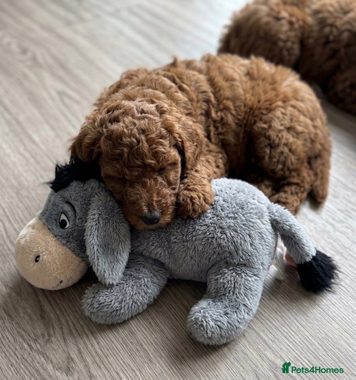 Mini Goldendoodle dogs Beautiful Mini Double Doodles  - Advert 6