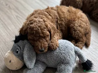 Mini Goldendoodle dogs Beautiful Mini Double Doodles - Advert 6