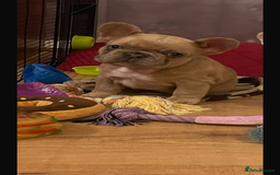 French Bulldog dogs for sale: Handsome French bulldog puppy for sale!!  - Image 7