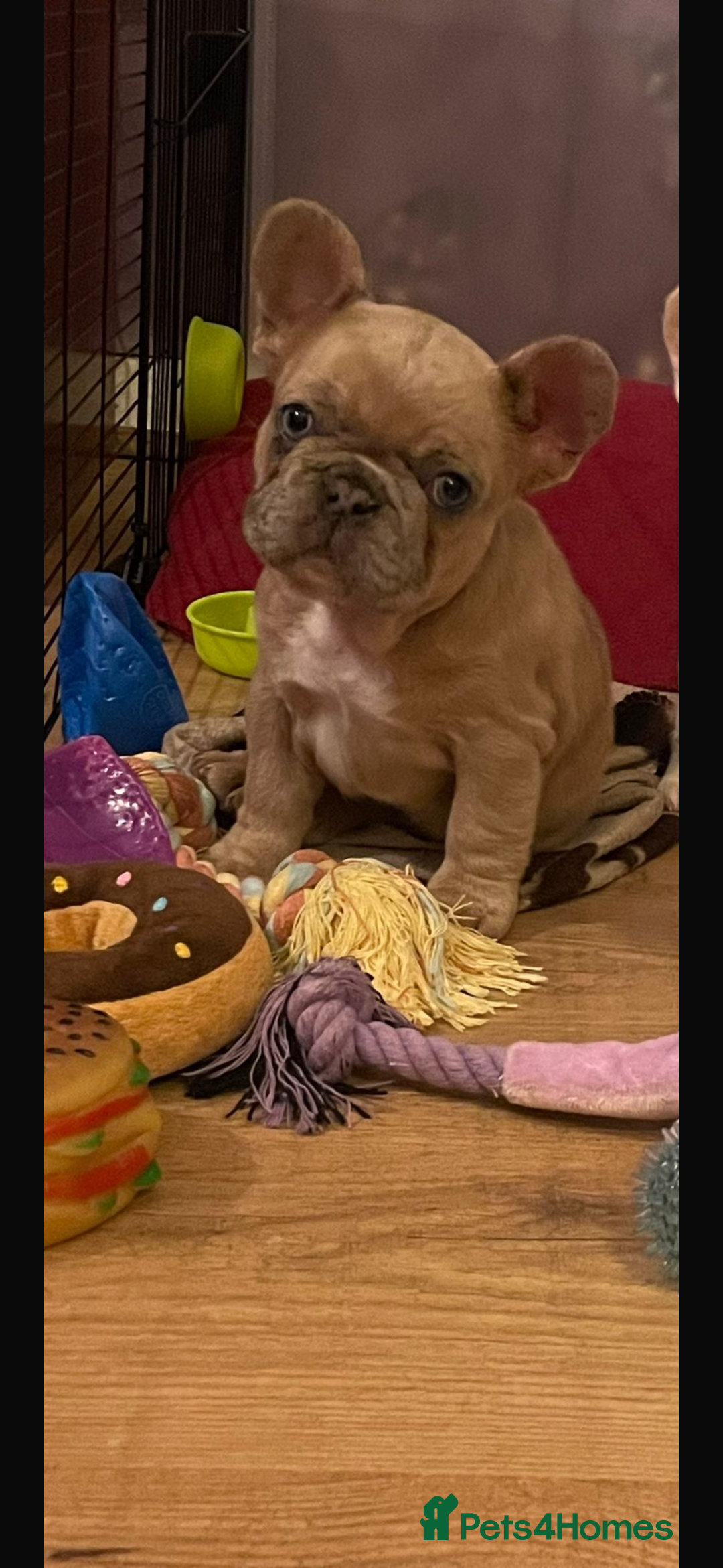 French Bulldog dogs for sale: Handsome French bulldog puppy for sale!!  - Image 7