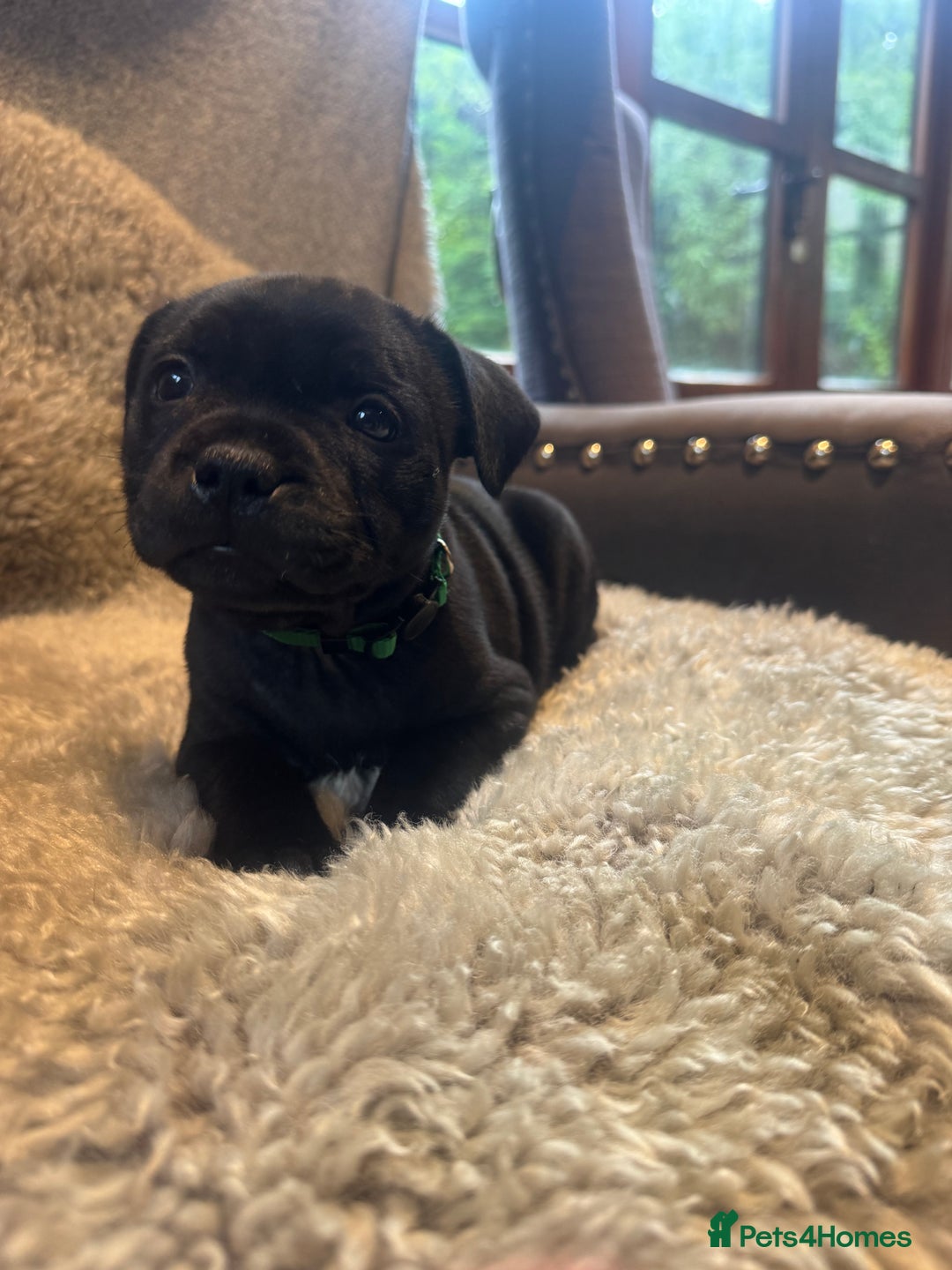 Staffordshire Bull Terrier dogs for sale: High Quality Blue & Black Staffy Puppies - Image 4