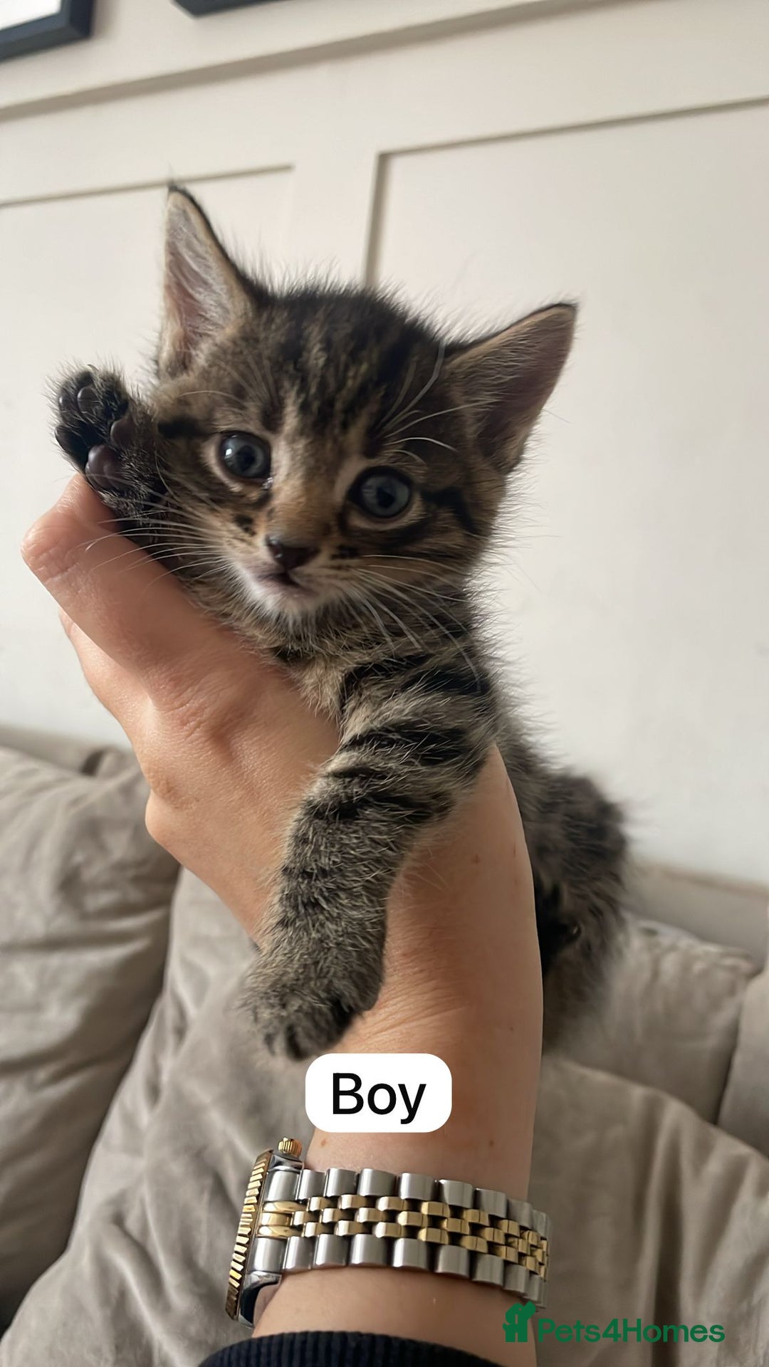 Mixed Breed cats for sale: 3 kittens available - Image 4