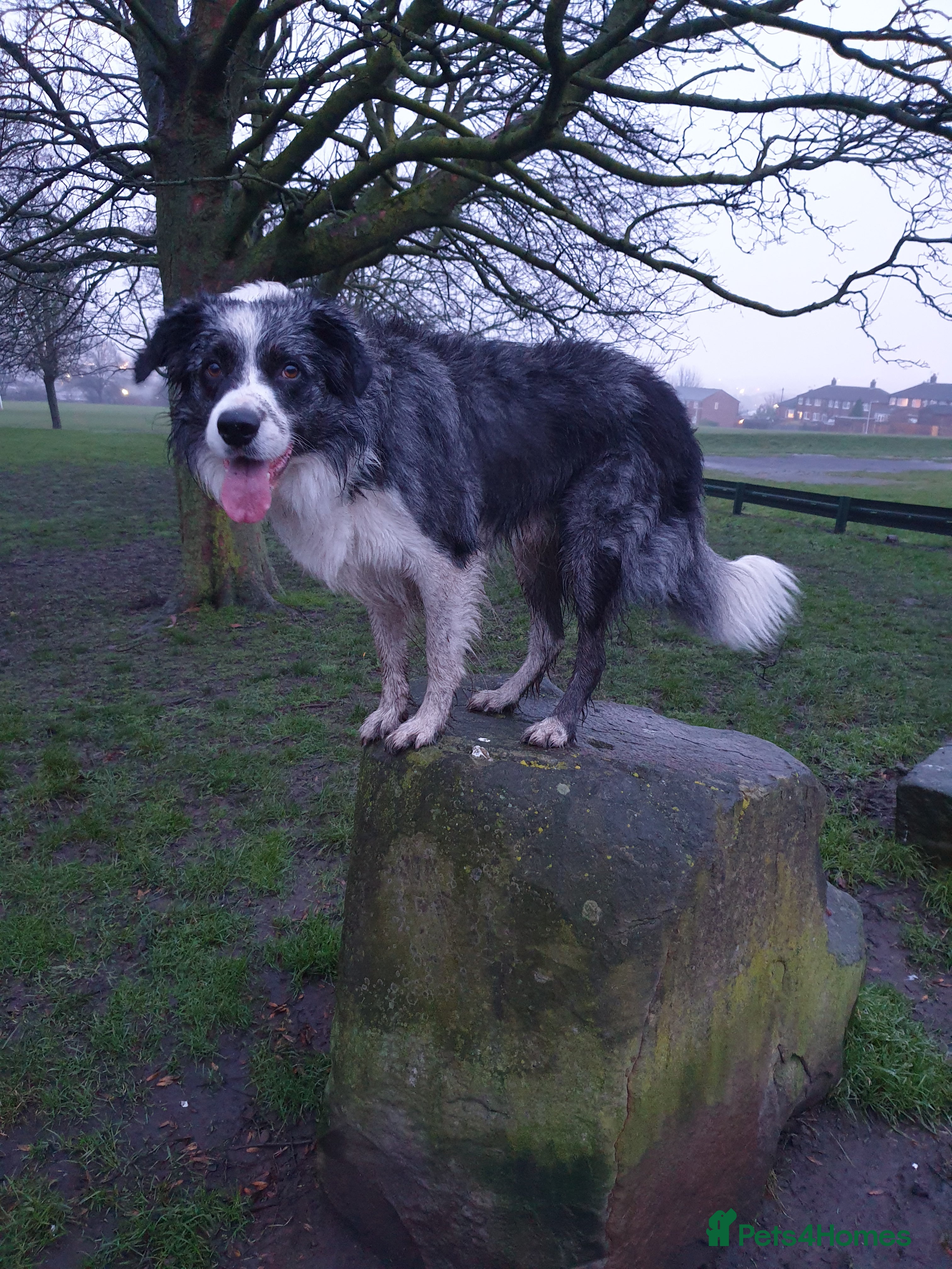 Border Collie dogs *proven* health tested working merle border collie in Leeds - Advert 15