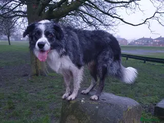 Border Collie dogs *proven* health tested working merle border collie in Leeds - Advert 15