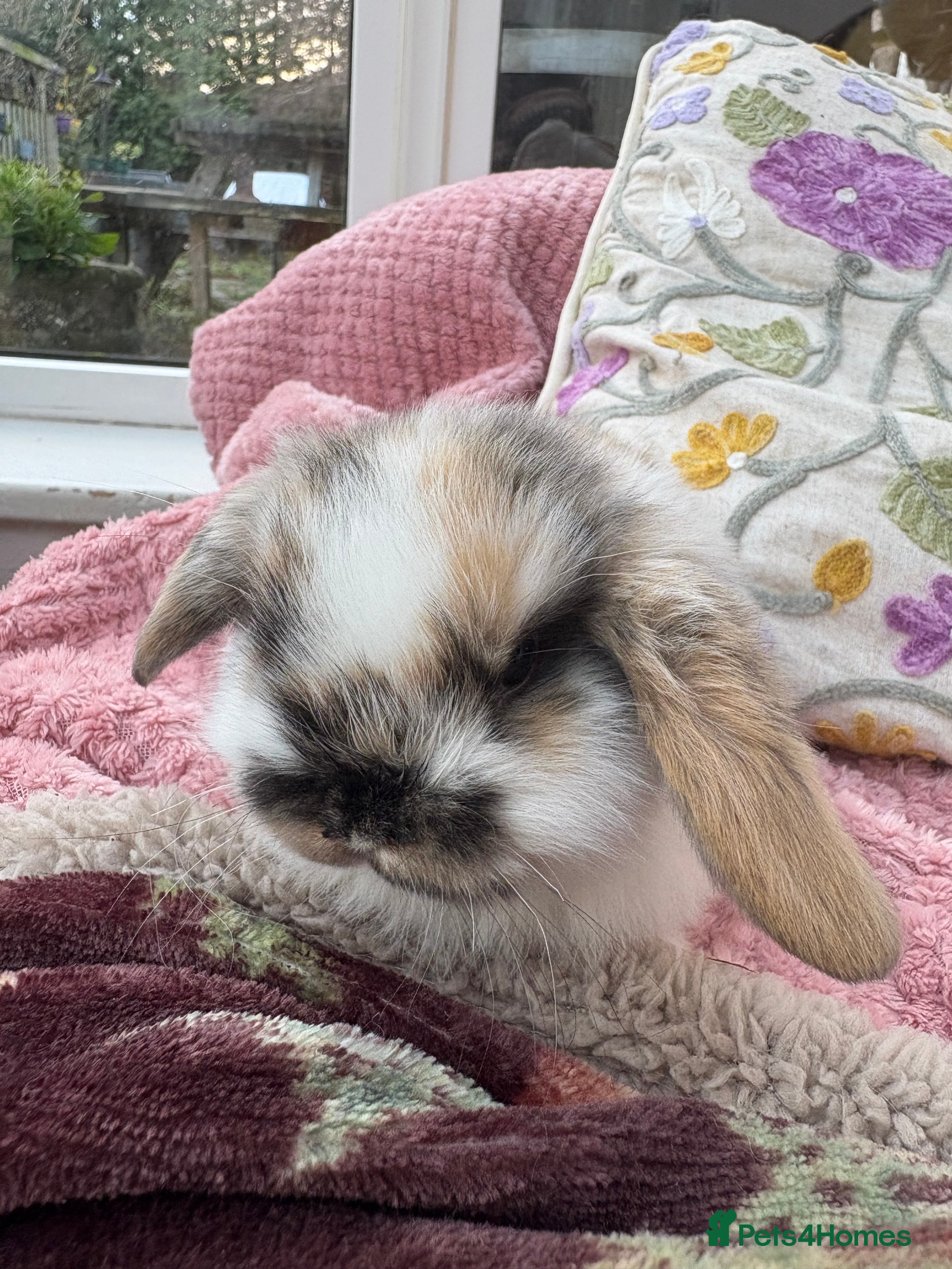 Mini Lop rabbits Vaccinated/raised indoors, mini lops and lion lop  - Advert 2