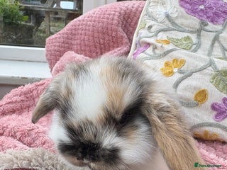 Mini Lop rabbits Vaccinated/raised indoors, mini lops and lion lop - Advert 2