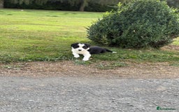 Welsh Collie dogs for sale: Beautiful Welsh Collie Puppies FOR SALE - Image 9