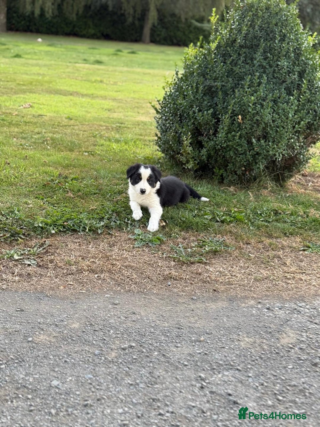 Welsh Collie dogs for sale: Beautiful Welsh Collie Puppies FOR SALE - Image 9