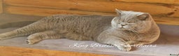 British Shorthair cats for stud: Imported Pedigree British Shorthair, BG B in London - Advert 2