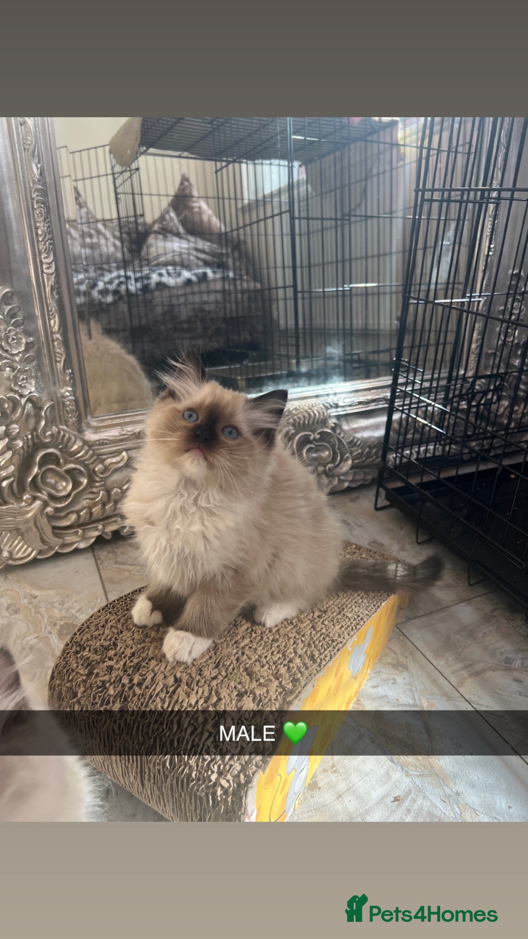 Ragdoll cats for sale: RAGDOLL LAST BOY 🩵    - Advert 2