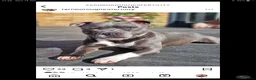 Staffordshire Bull Terrier dogs for stud: Proven Staffordshire Bull Terrier for stud in Farnborough - Advert 7
