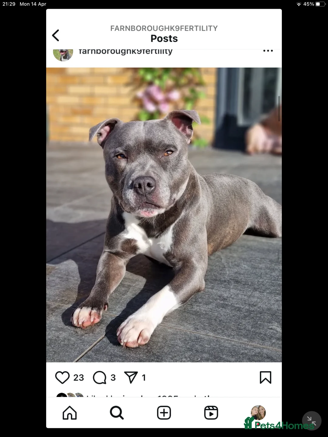 Staffordshire Bull Terrier dogs for stud: Proven Staffordshire Bull Terrier for stud in Farnborough - Advert 7