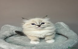 Ragdoll cats for sale: Registered Ragdolls kittens for sale - Image 18