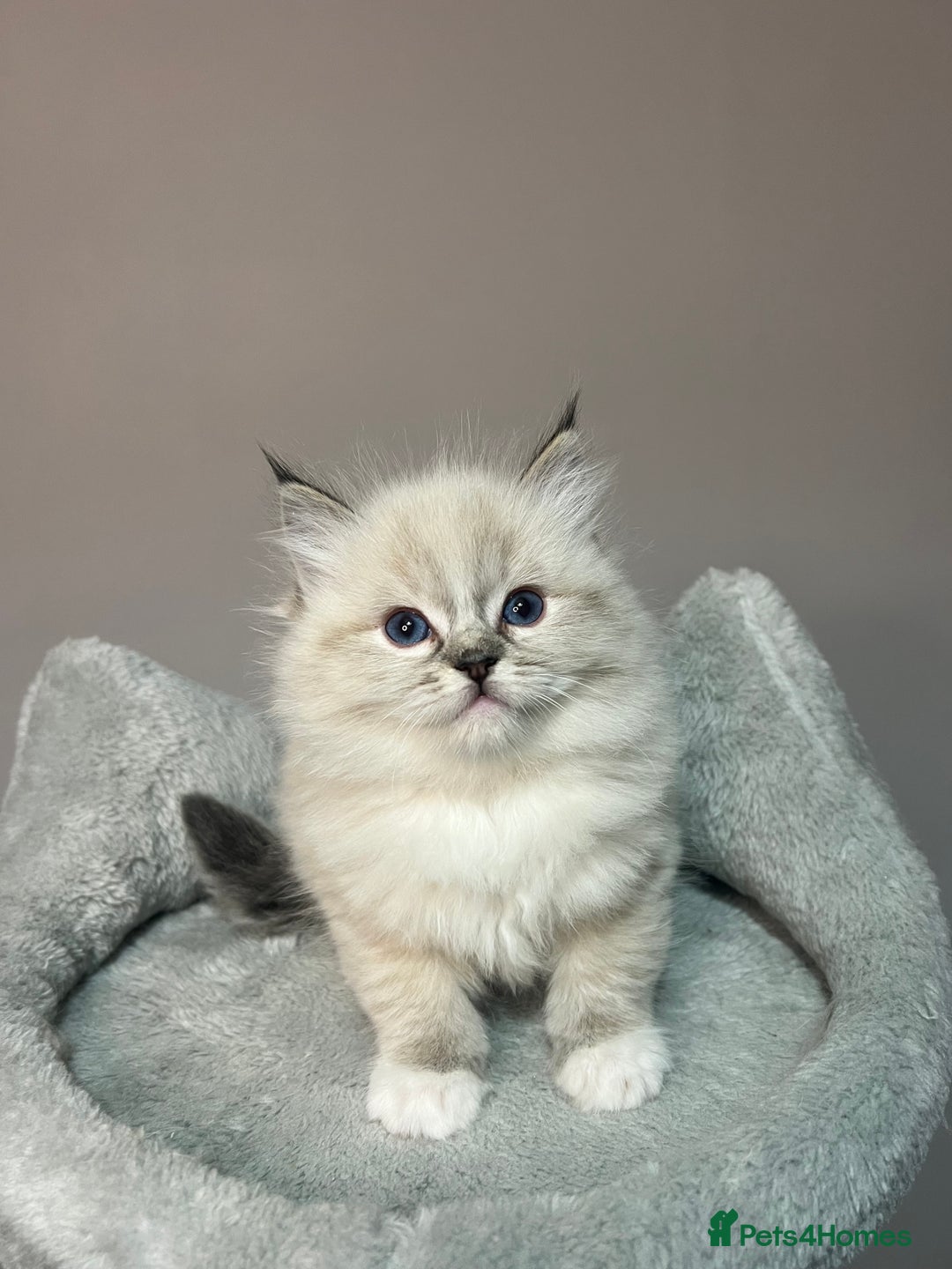 Ragdoll cats for sale: Registered Ragdolls kittens for sale - Image 18