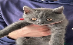 British Shorthair cats for sale: British shorthair kittens  - Image 5