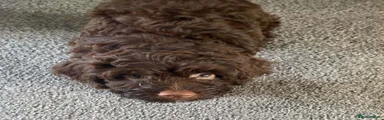 Cockapoo 3